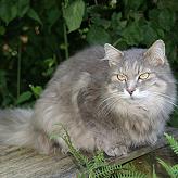 Sibirische Katze Bogomil von der Gronau